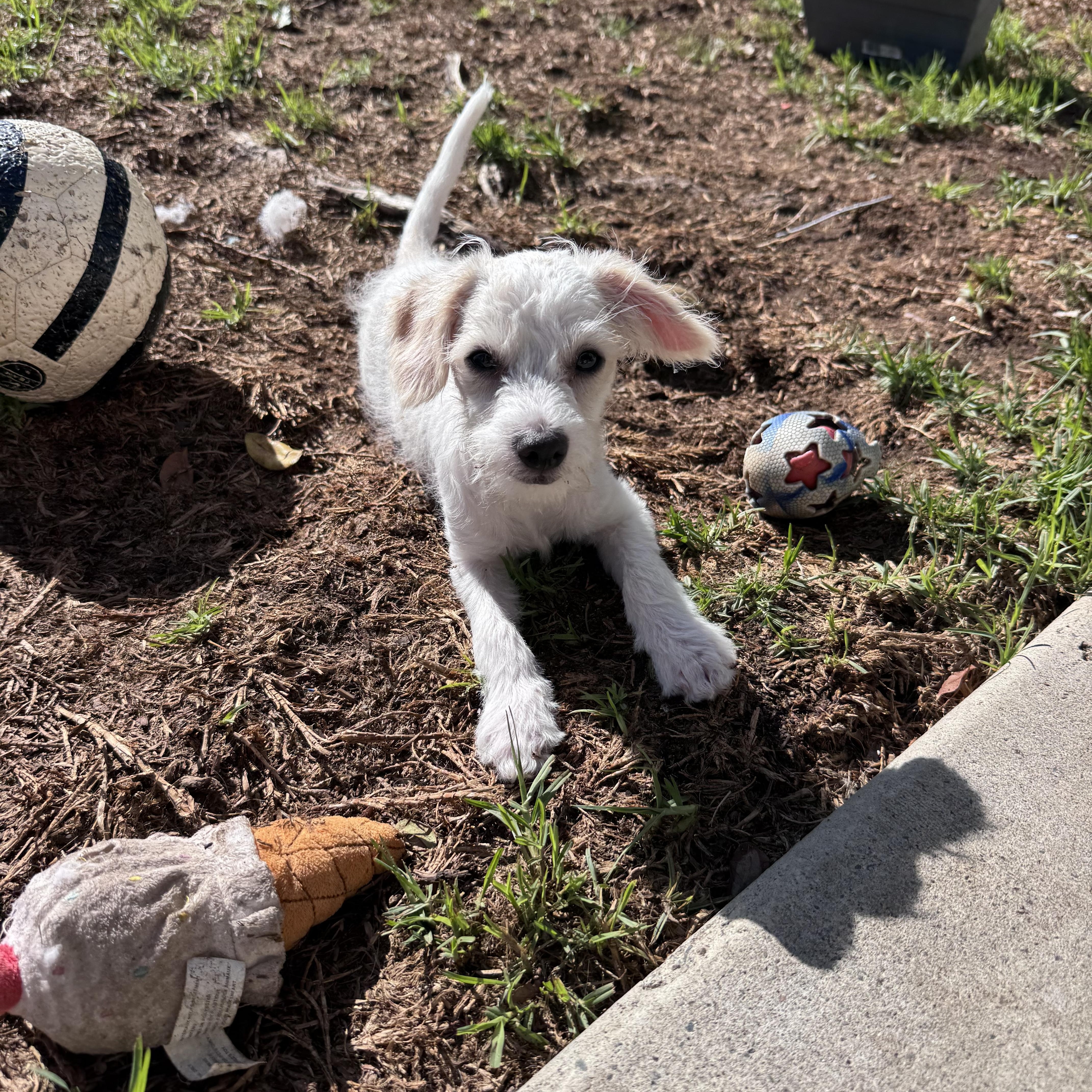 Enlarge Dash, a Adoptable mixed breed in San Diego, CA image 5/6