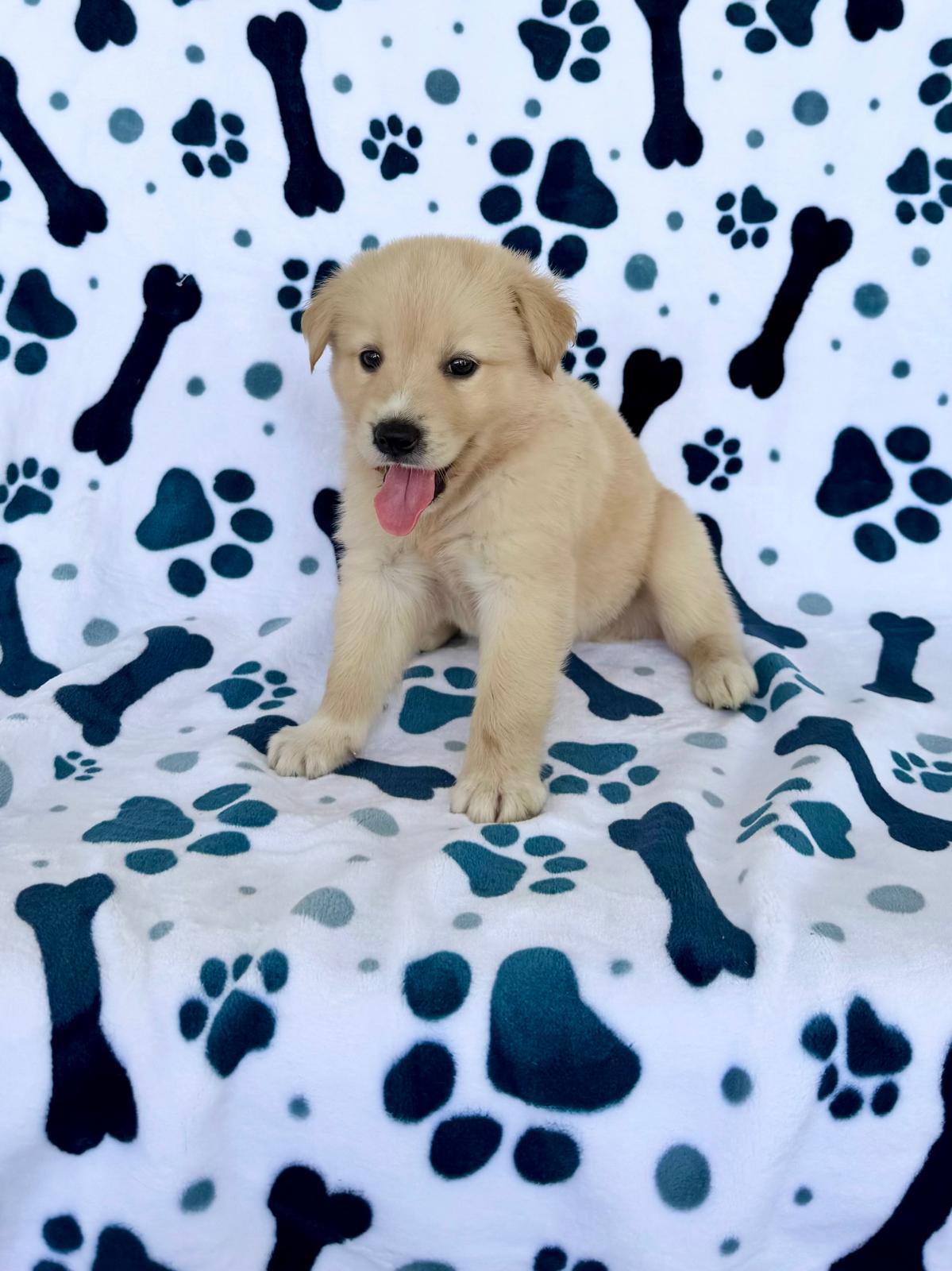 Enlarge Charlie, a ADOPTABLE mixed breed in Lake Worth, FL image 5/5