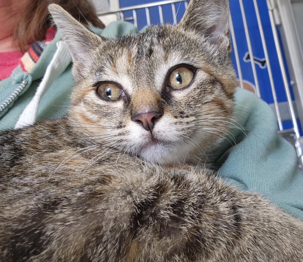 Joci, Adoptable, Young Female Domestic Short Hair.