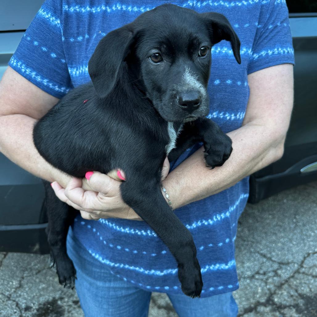 NY Honey Bun Avail Jun 13 (Choice Pet Carmel), Adoptable, Puppy Female Australian Shepherd & Labrador Retriever.