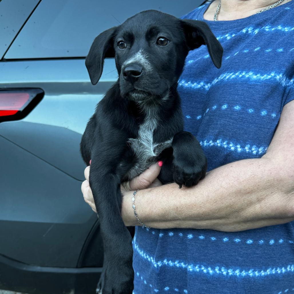NY Honey Bun Avail Jun 13 (Choice Pet Carmel), a Adoptable mixed breed in Stormville, NY image 2/3