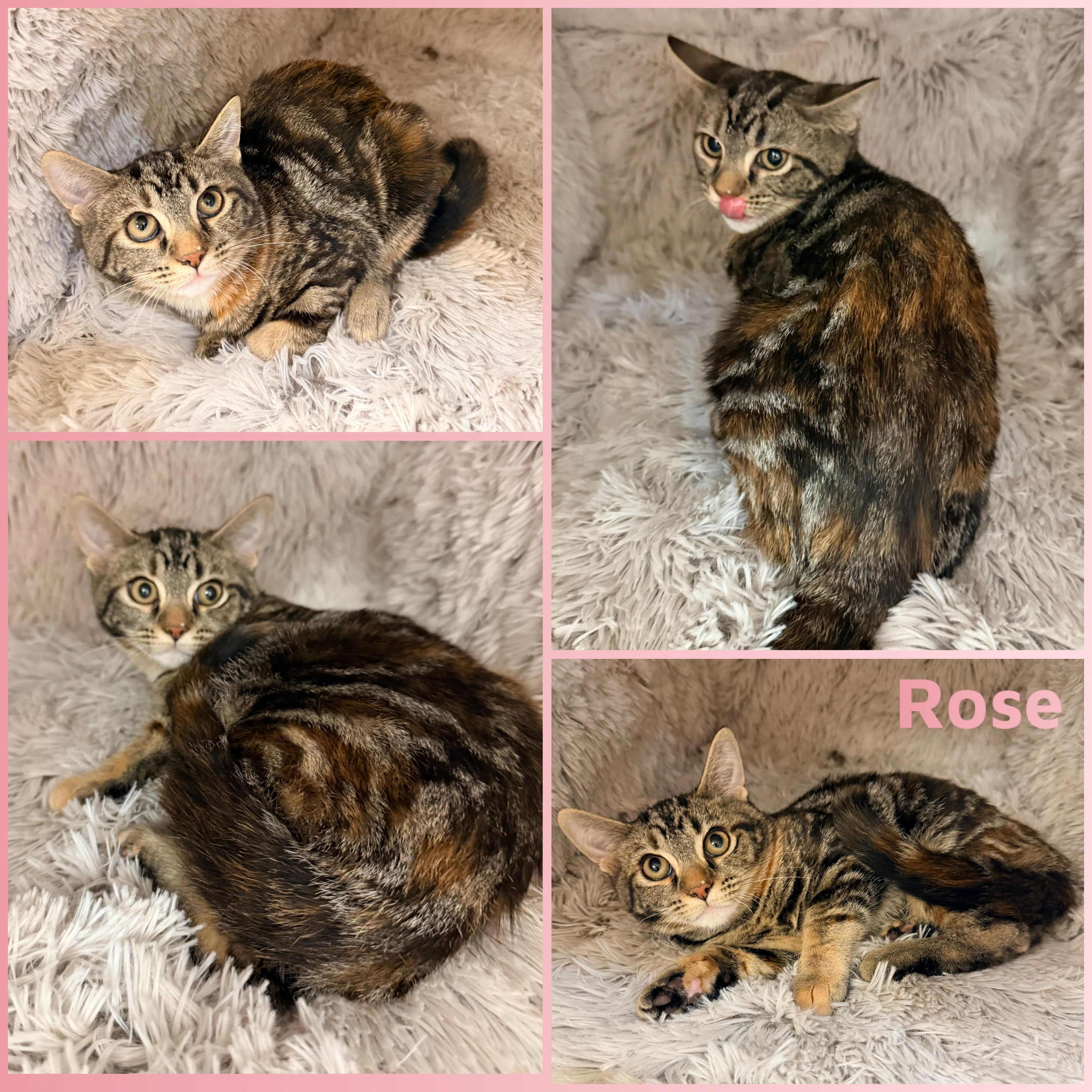 Enlarge Rose, a ADOPTABLE Domestic Short Hair in Louisville, KY image 1/1