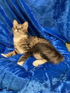 Enlarge Moon, a Adoptable Maine Coon in Gainesville, FL image 1/3