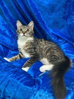 Enlarge Moon, a Adoptable Maine Coon in Gainesville, FL image 2/3