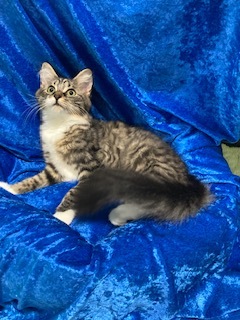 Enlarge Moon, a Adoptable Maine Coon in Gainesville, FL image 3/3