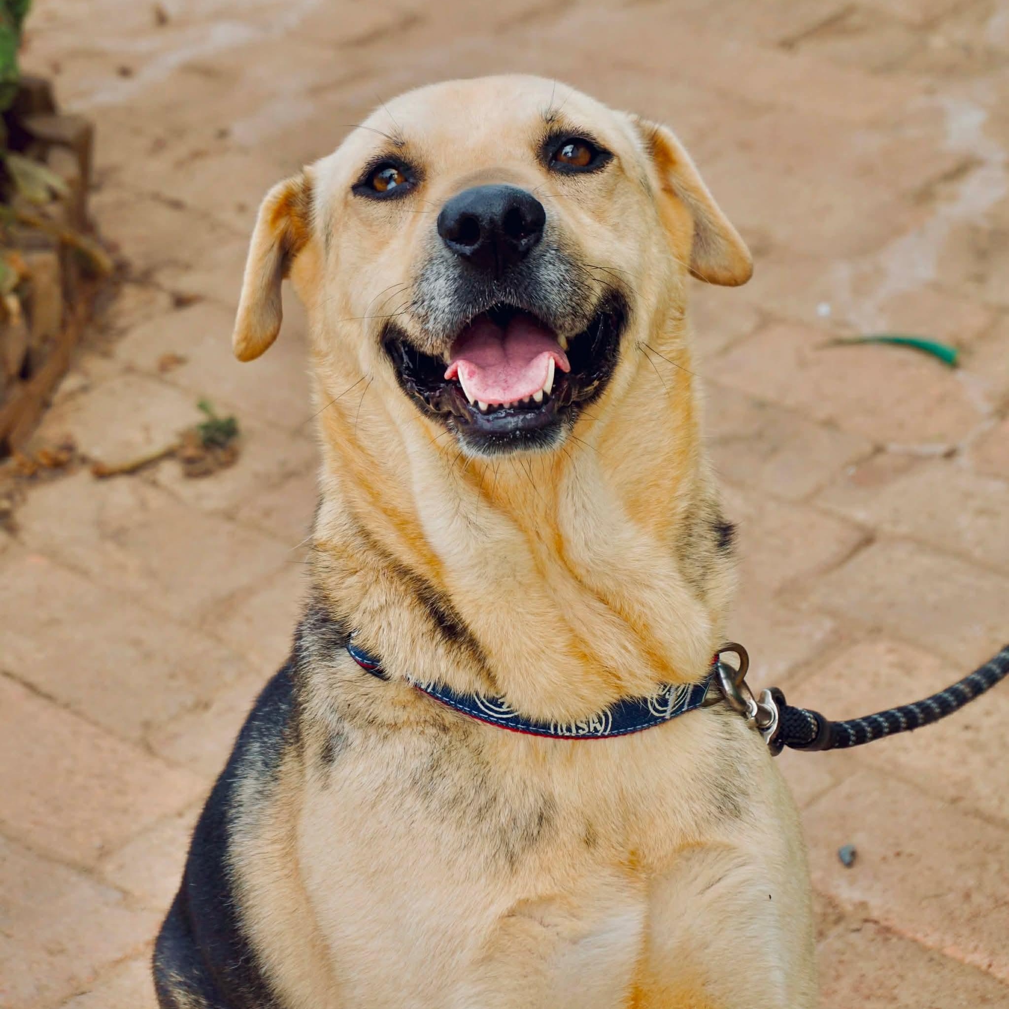 Chetto, a Adoptable mixed breed image 2/3