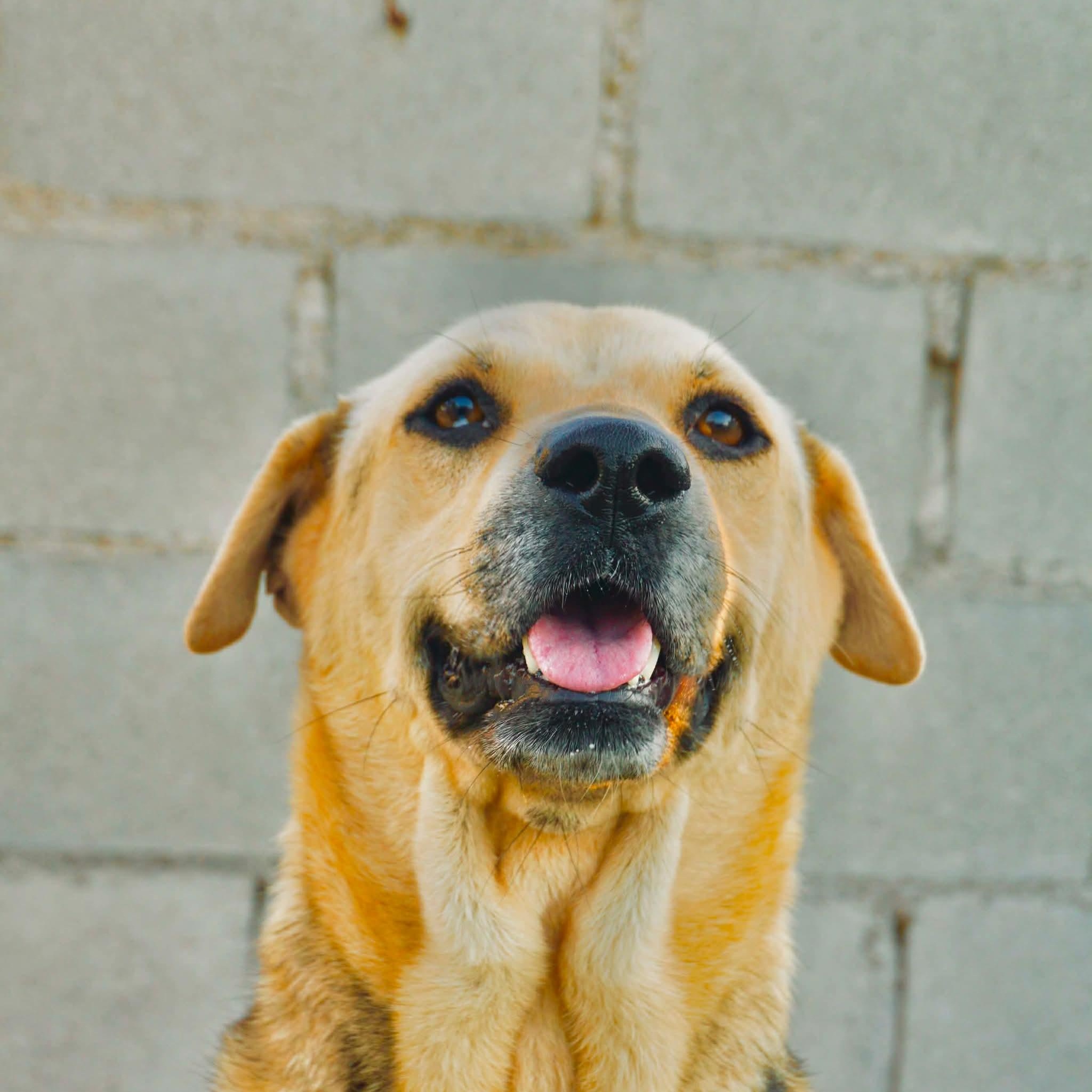 Chetto, a Adoptable mixed breed image 3/3