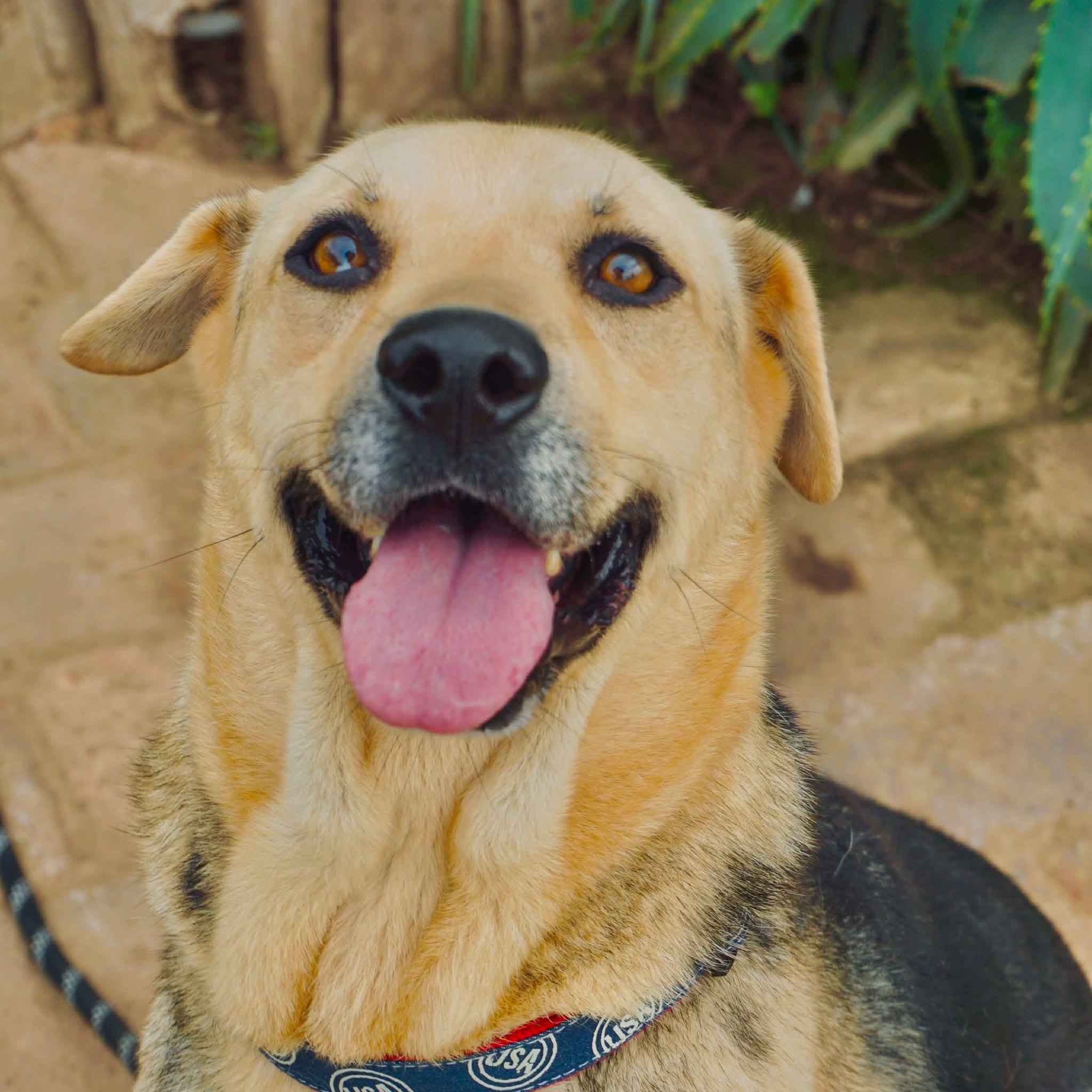 Chetto, a Adoptable mixed breed image 1/3