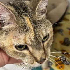 Alice--Lovely Lady Adoptable with Bonded Companion, Hazel & Comes with Vet Care Support for Life!