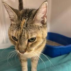 Alice--Lovely Lady Adoptable with Bonded Companion, Hazel & Comes with Vet Care Support for Life! — thumbnail 2