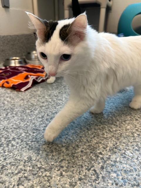 Dunkin (ID 49364/746), an adopted Domestic Medium Hair in Manassas, VA image 3/3