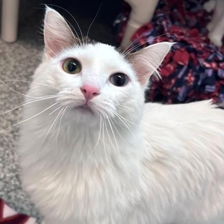 Dunkin (ID 49364/746), adopted, Young Female Domestic Medium Hair.