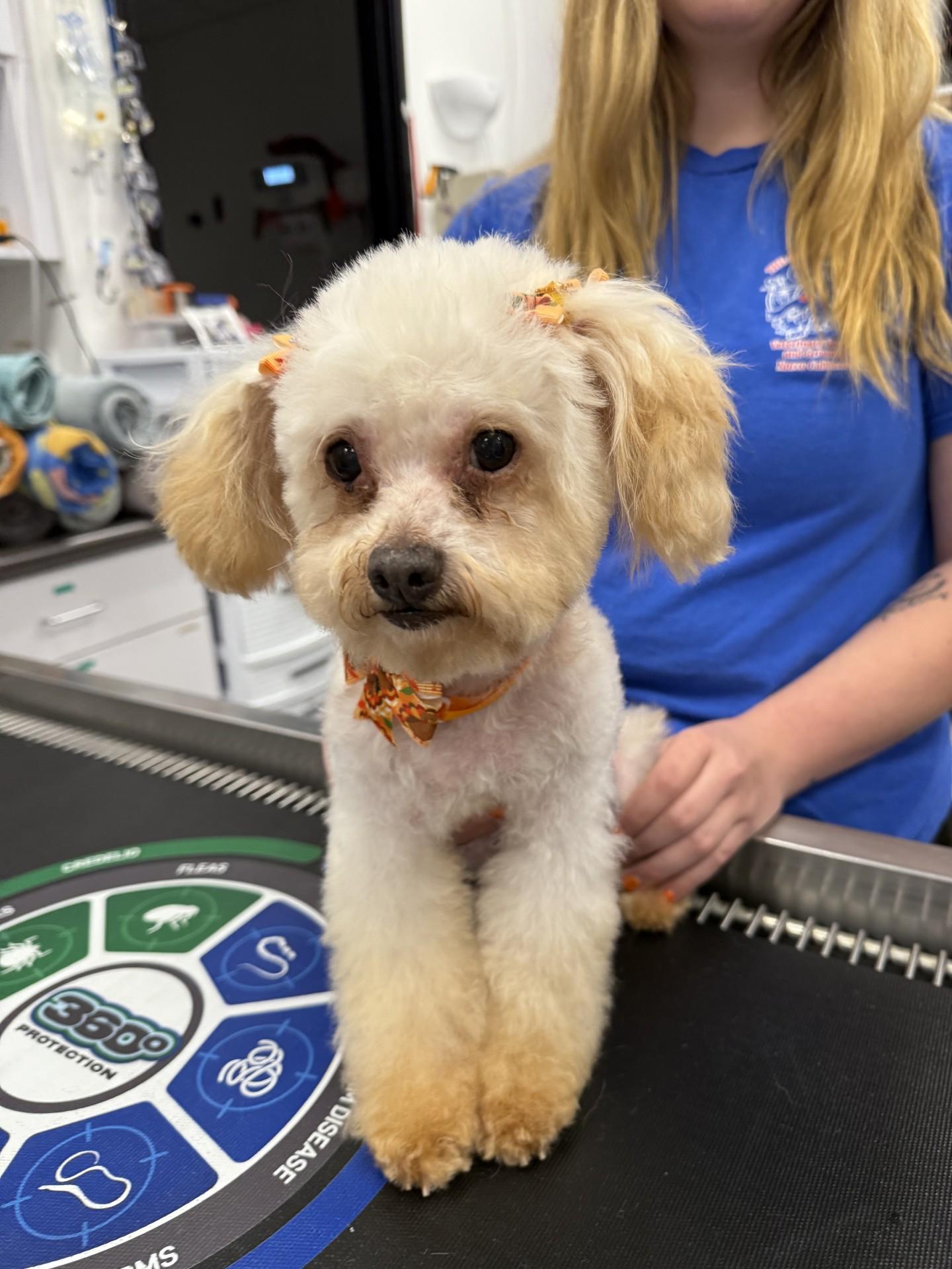 Natalia, adopted, Adult Female Miniature Poodle.