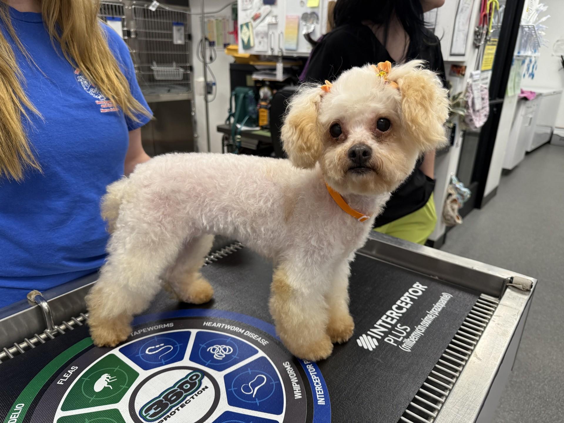 Enlarge Natalia, an adopted mixed breed in Victorville, CA image 2/2