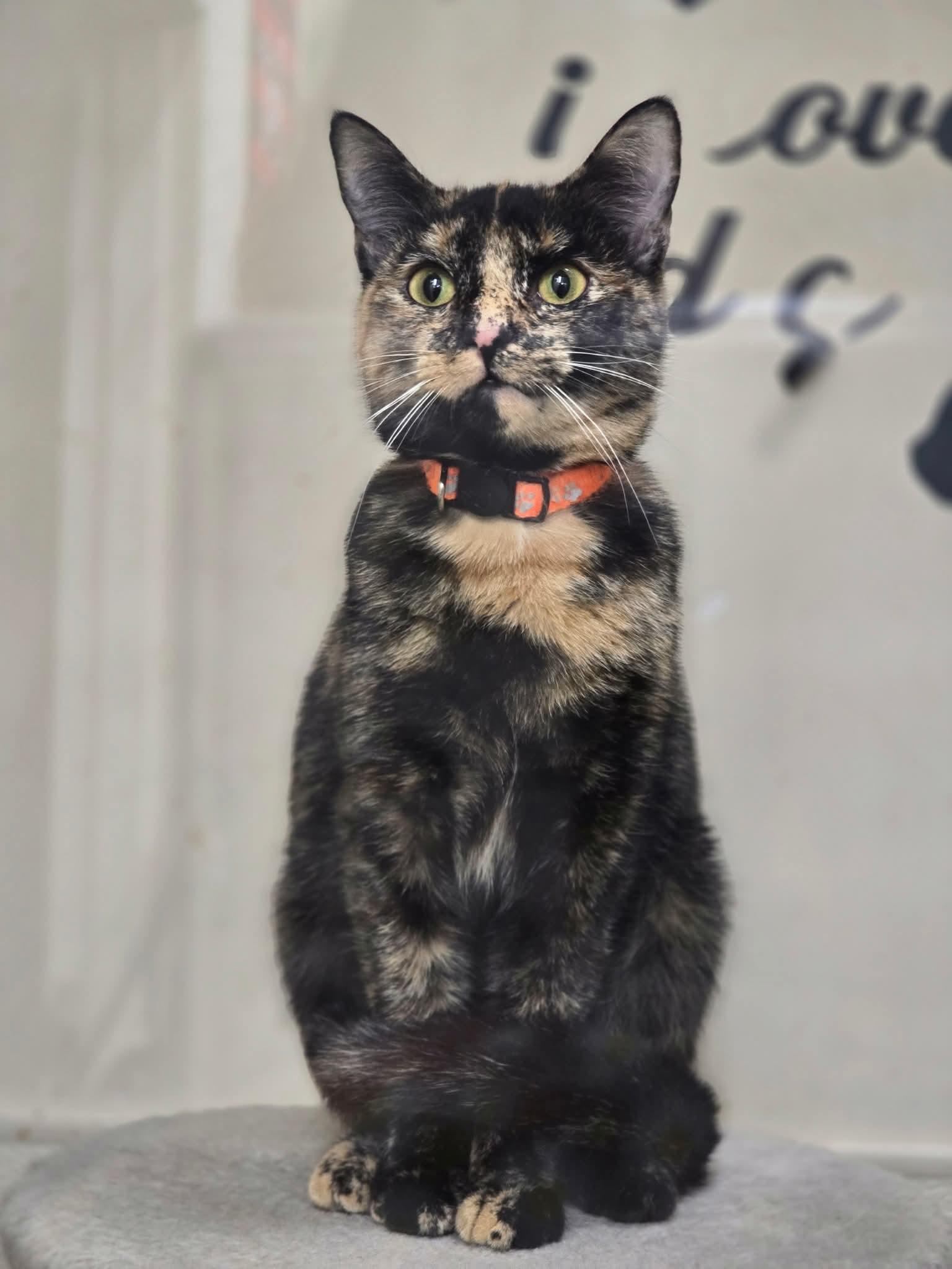 Enlarge Anubis, an adoptable mixed breed in Evansville, IN image 1/1