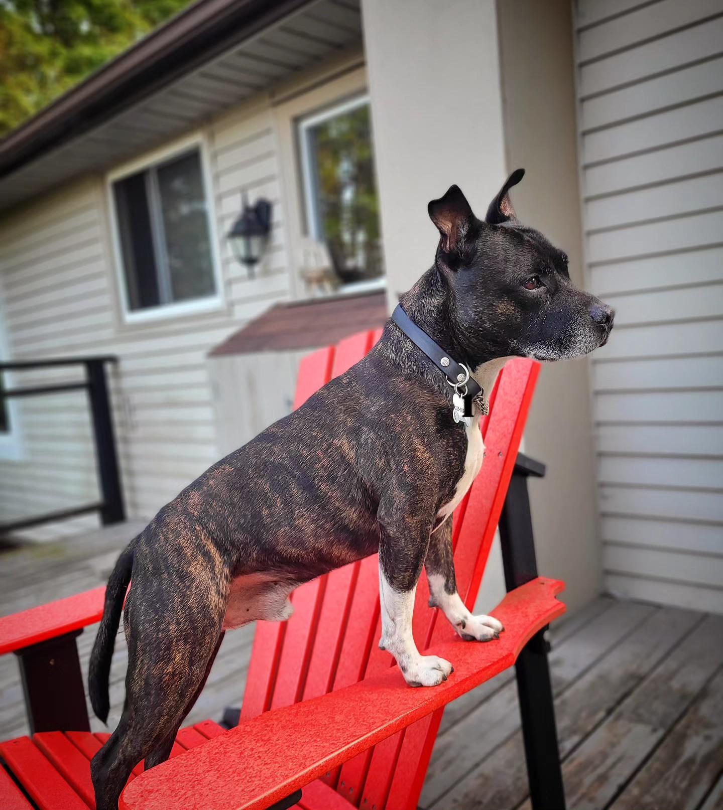 Spud, a Adopted Staffordshire Bull Terrier in Hamilton, ON image 5/5