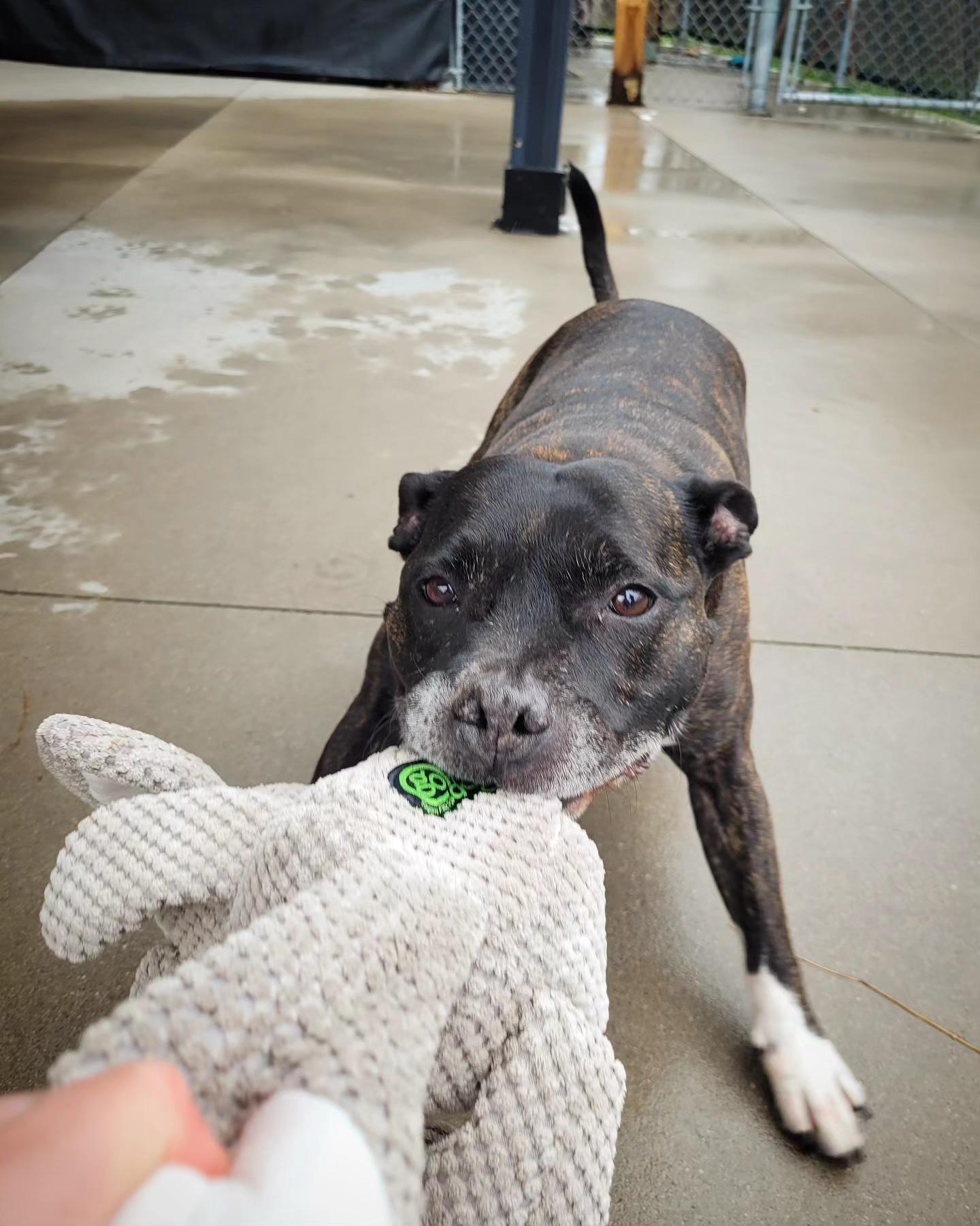 Spud, a Adopted Staffordshire Bull Terrier in Hamilton, ON image 4/5