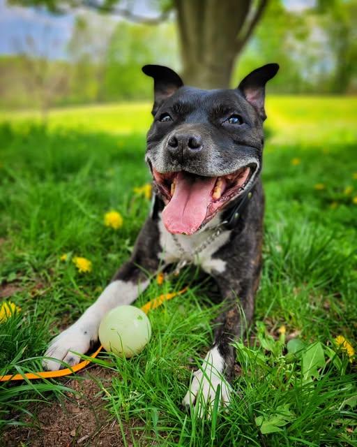 Spud, a Adopted Staffordshire Bull Terrier in Hamilton, ON image 2/5