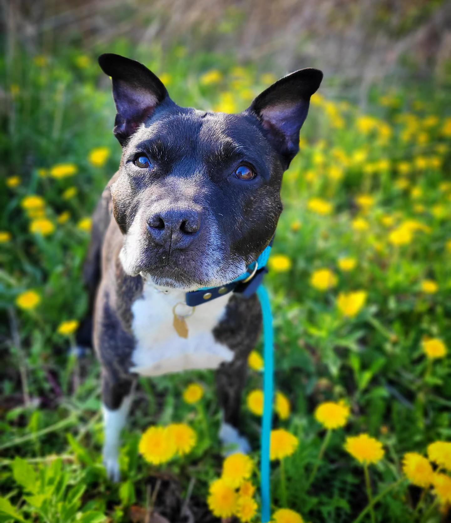 Spud, a Adopted Staffordshire Bull Terrier in Hamilton, ON image 1/5