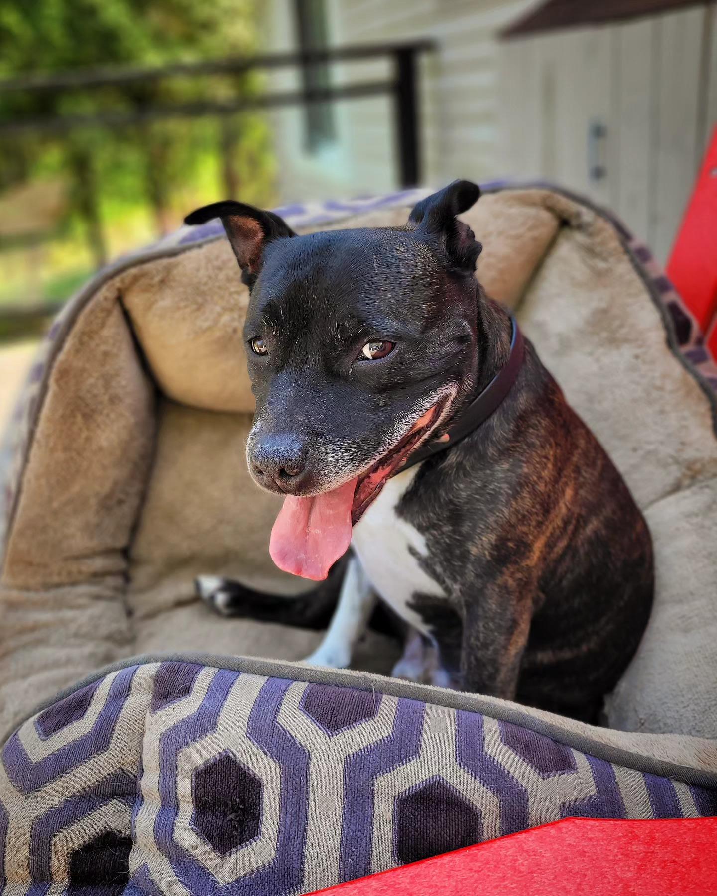 Spud, a Adopted Staffordshire Bull Terrier in Hamilton, ON image 3/5