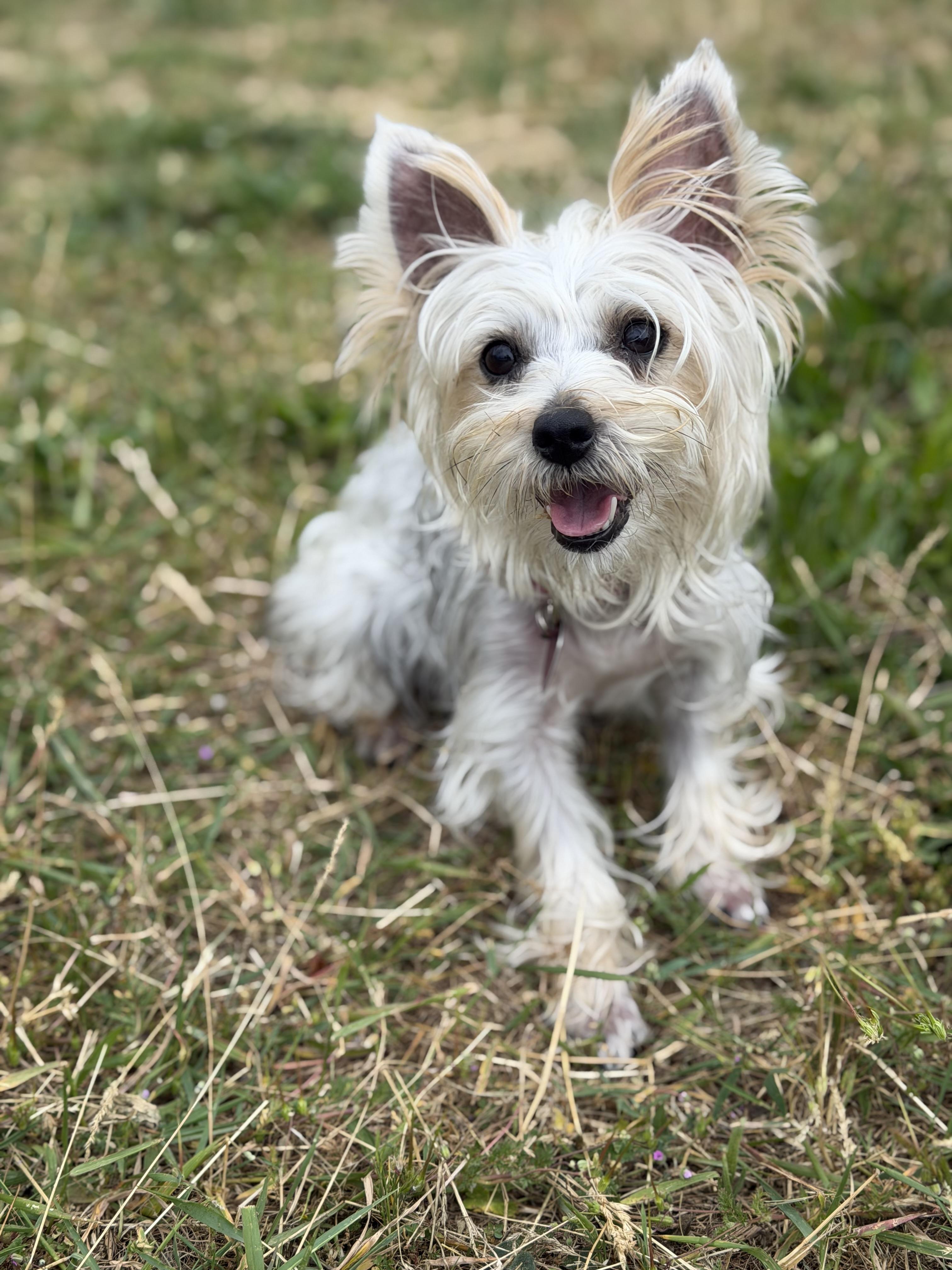 Enlarge Peaches, an adoptable Yorkshire Terrier in Hood River, OR image 1/3