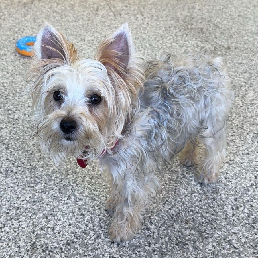 Enlarge Peaches, an adoptable Yorkshire Terrier in Hood River, OR image 3/3