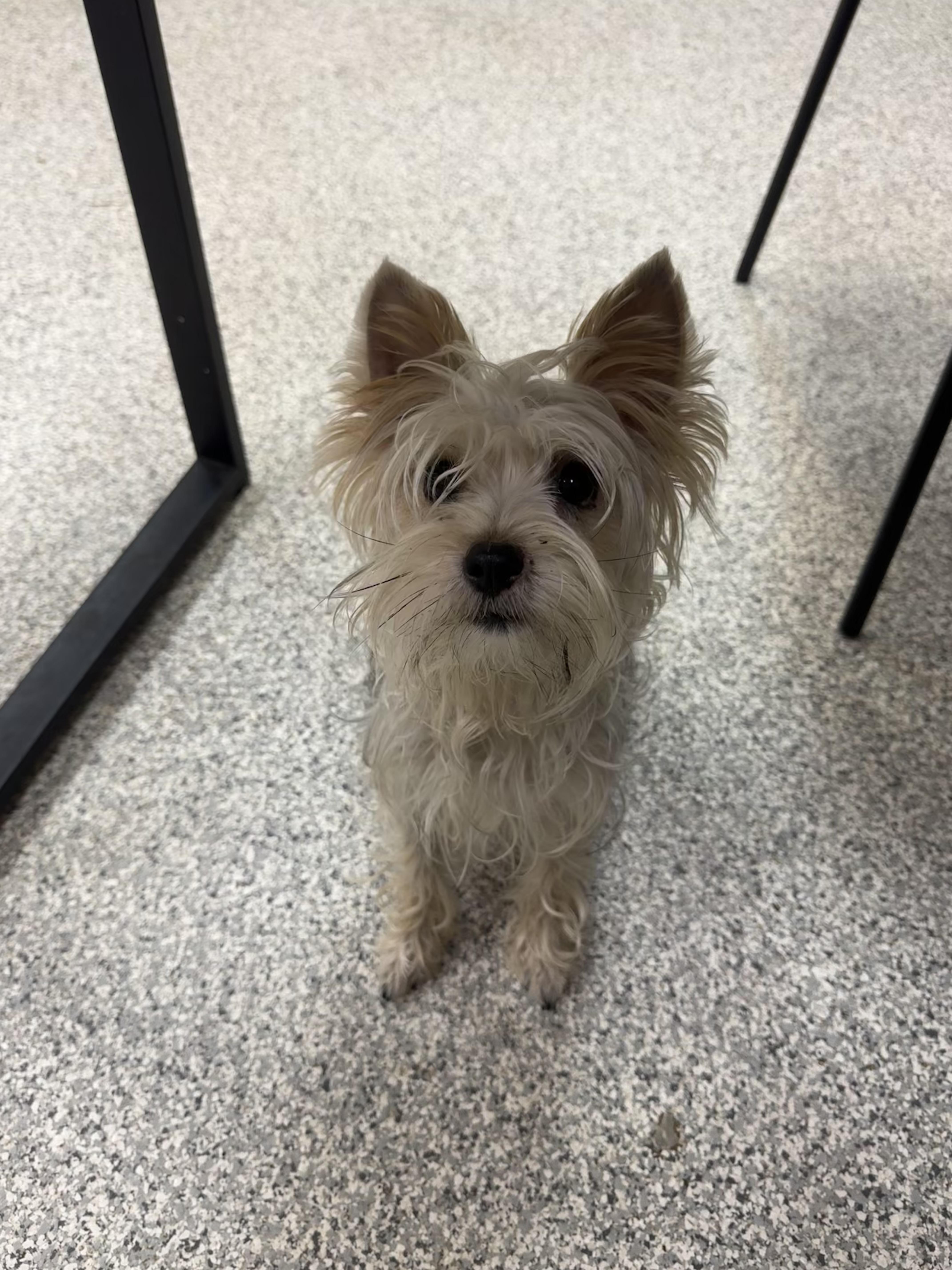 Enlarge Chica, a Adoptable Yorkshire Terrier in Hood River, OR image 1/1