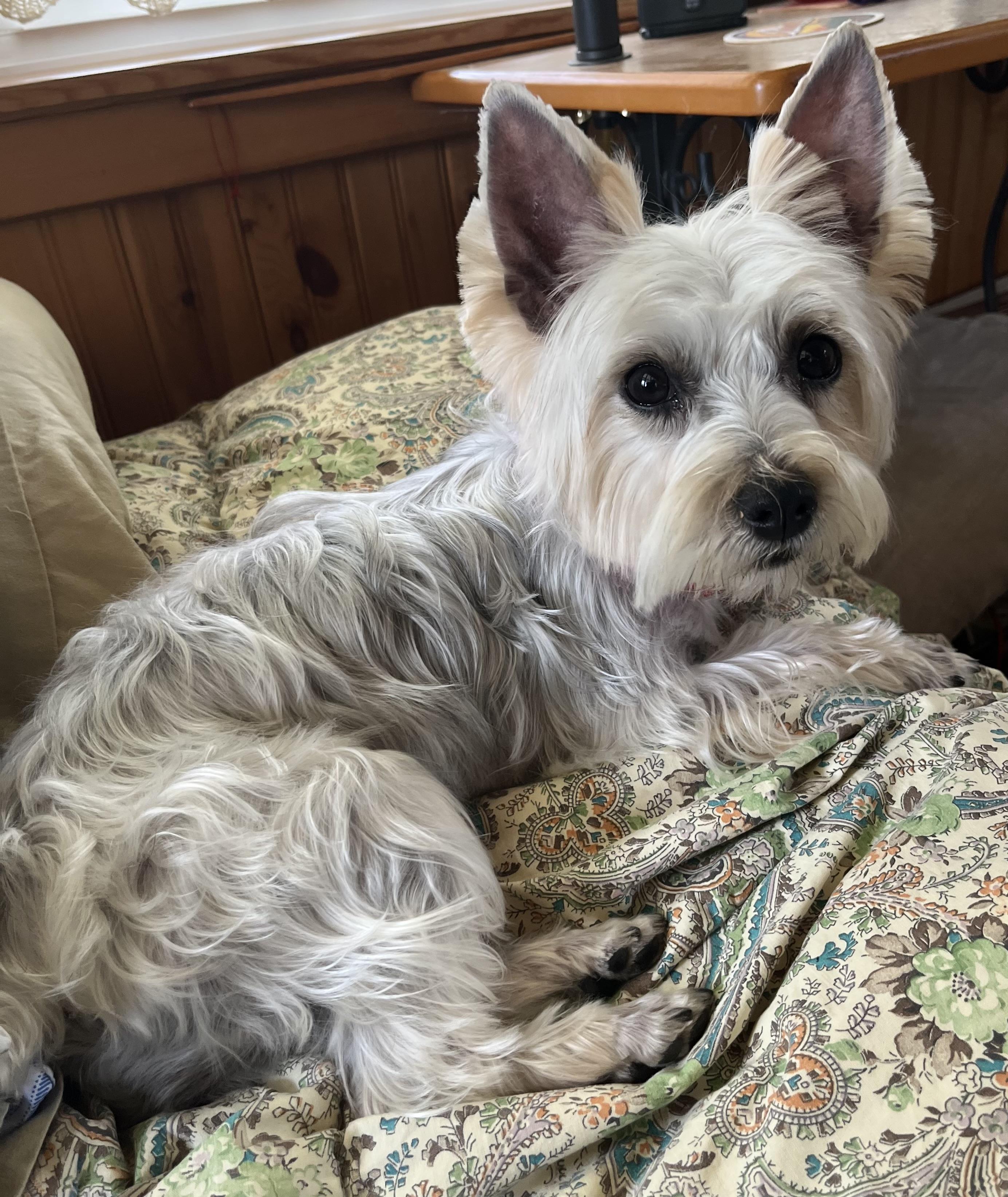Enlarge Peaches, an adoptable Yorkshire Terrier in Hood River, OR image 2/3