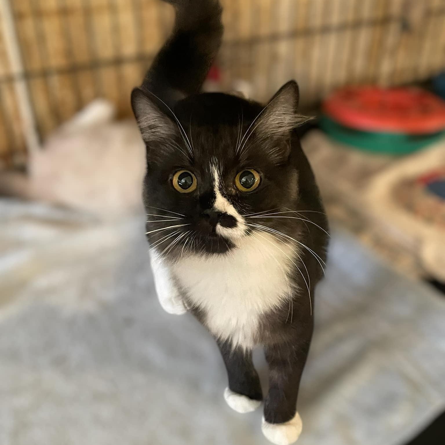 Enlarge Arla, a Adoptable Domestic Long Hair in Palo Cedro, CA image 1/1