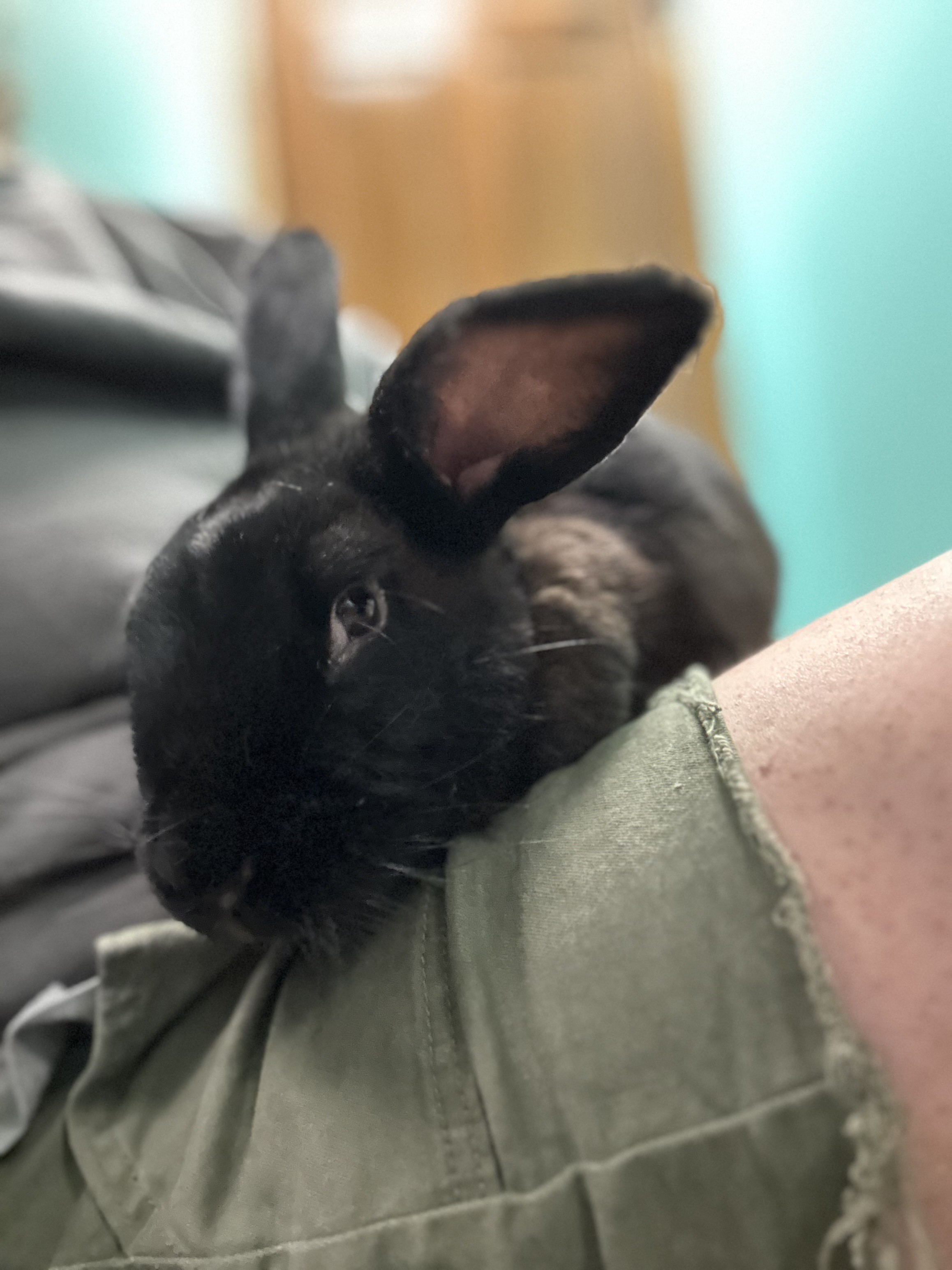 Rabbit for adoption Hope (Hurricane Helene Rescue), a New Zealand Mix