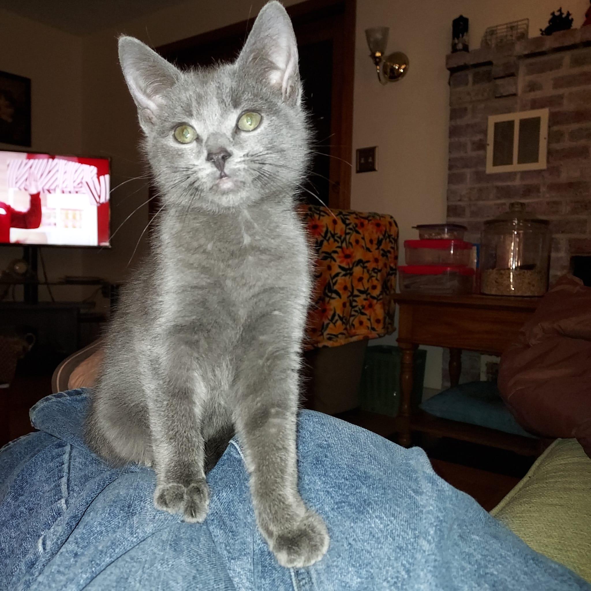 KITTENS!, Adoptable, Kitten Male Domestic Short Hair.