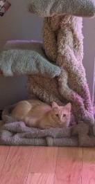 KITTENS!, a Adoptable mixed breed in Westford, MA image 2/3