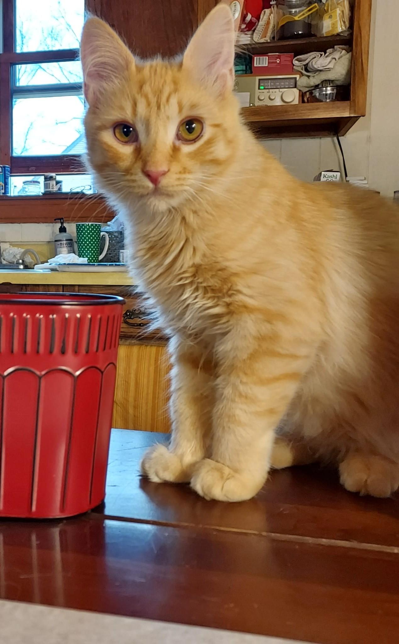 KITTENS!, a Adoptable mixed breed in Westford, MA image 3/3