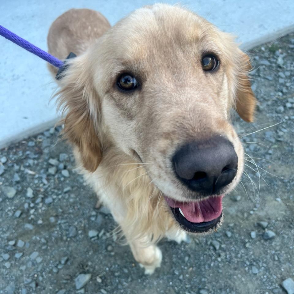 Hamburglar (ID 51153/1304), adopted, Young Male Golden Retriever.