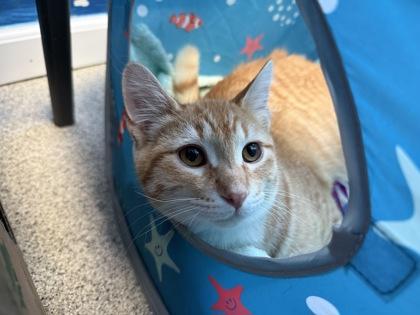 Chuck, Adoptable, Adult Male Domestic Short Hair & Domestic Short Hair.