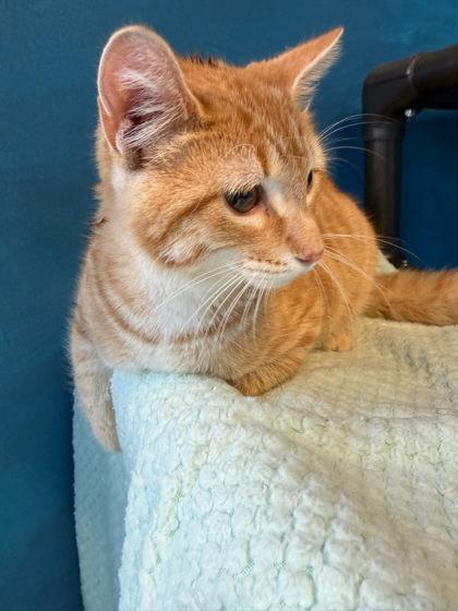 Enlarge Chuck, a Adoptable mixed breed in Harbor Springs, MI image 1/1