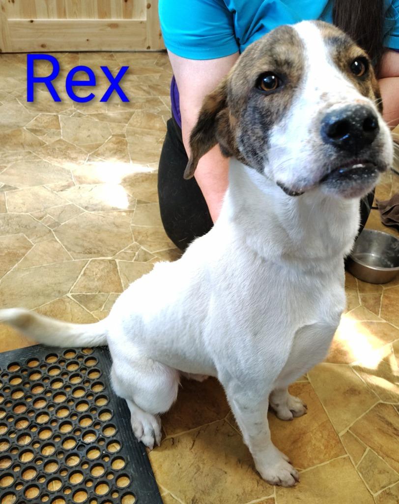 Enlarge Rex, a Adoptable mixed breed in Mena, AR image 1/1