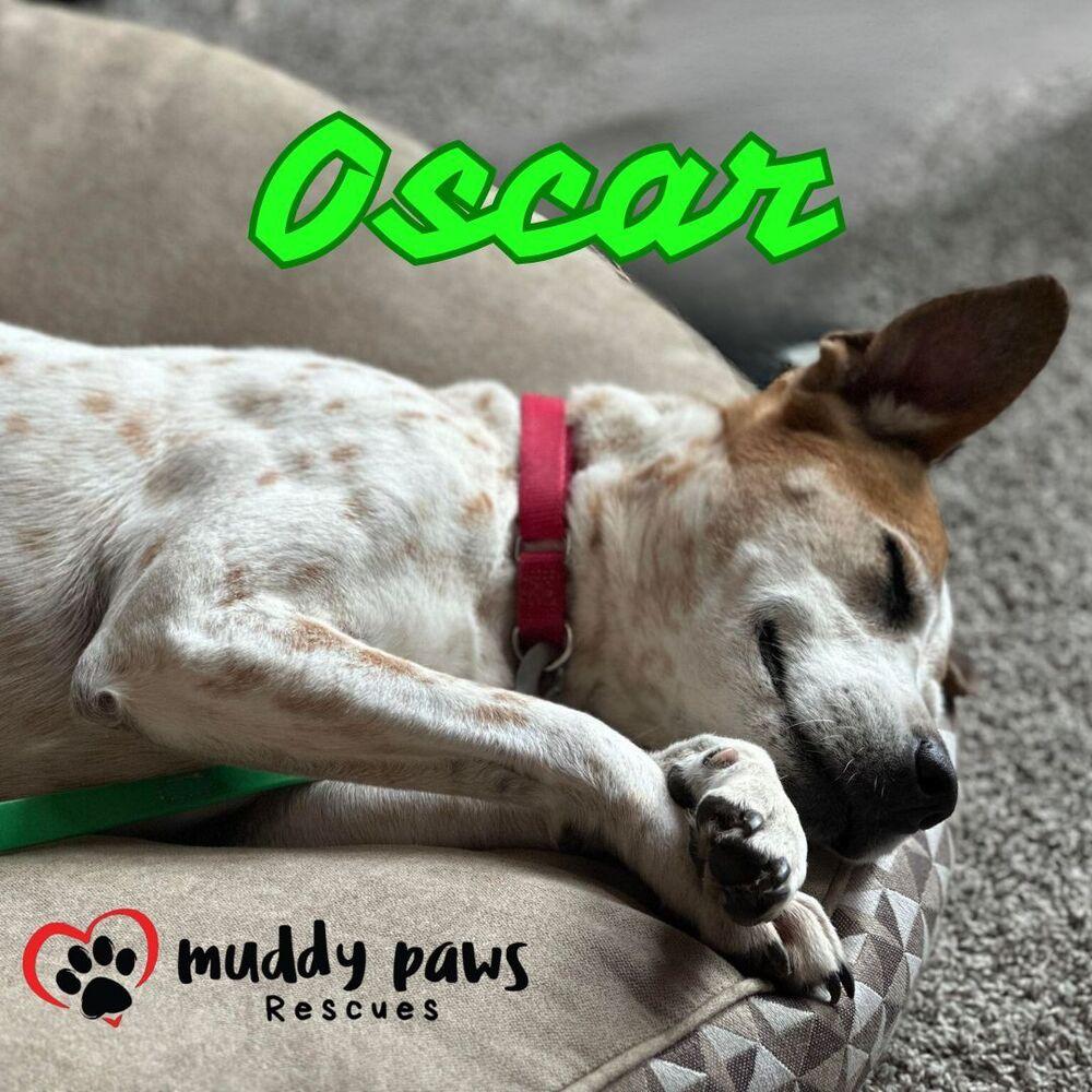 Oscar, Adoptable, Adult Male German Shorthaired Pointer & Hound.
