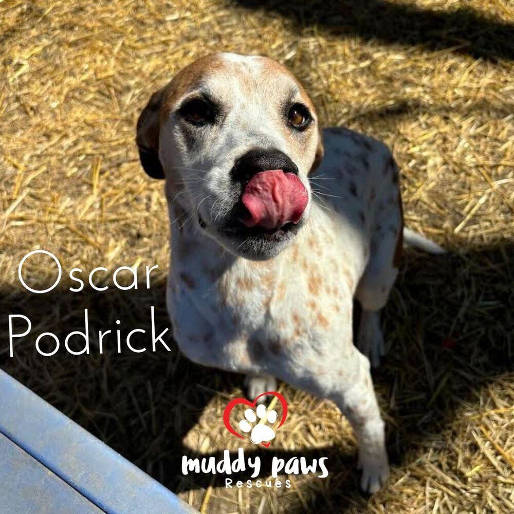 Oscar, a Adoptable mixed breed in Council Bluffs, IA image 2/6