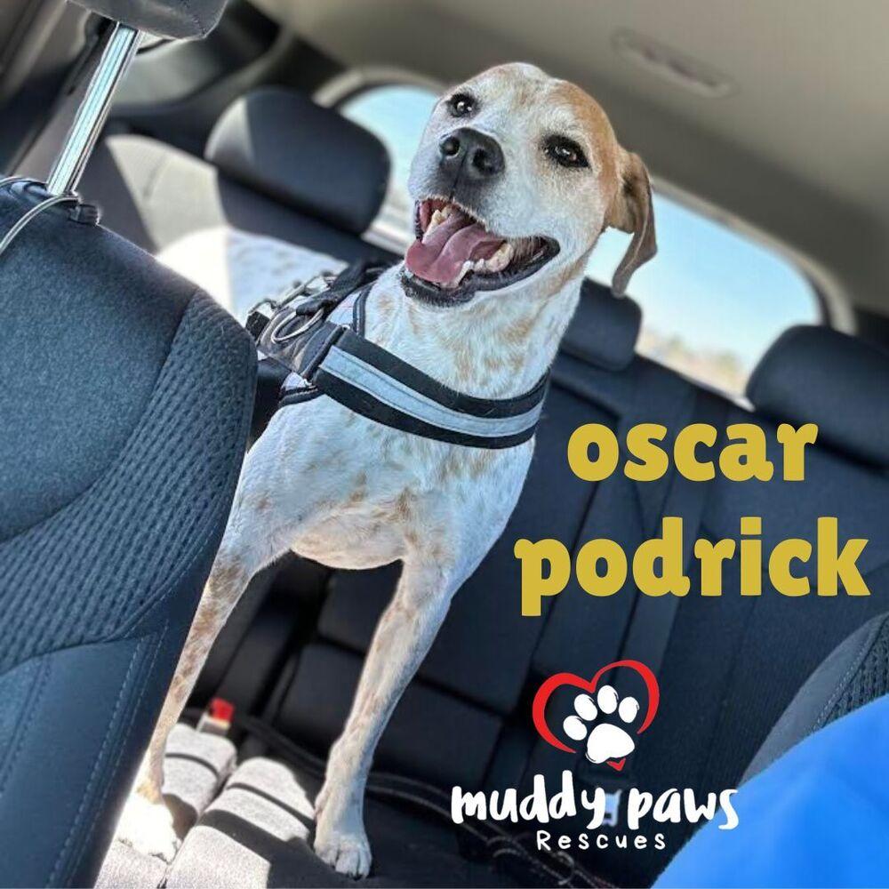 Oscar, a Adoptable mixed breed in Council Bluffs, IA image 3/6