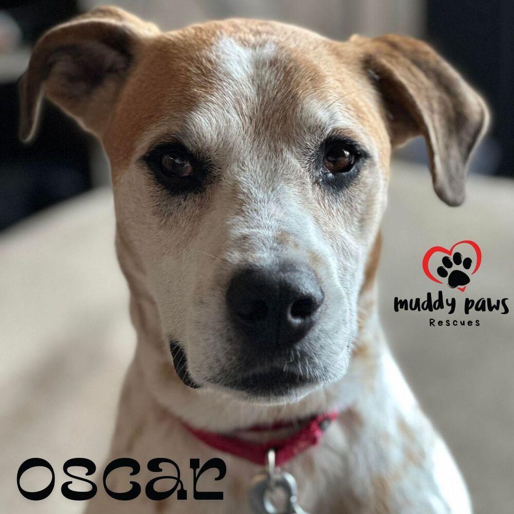Oscar, a Adoptable mixed breed in Council Bluffs, IA image 4/6