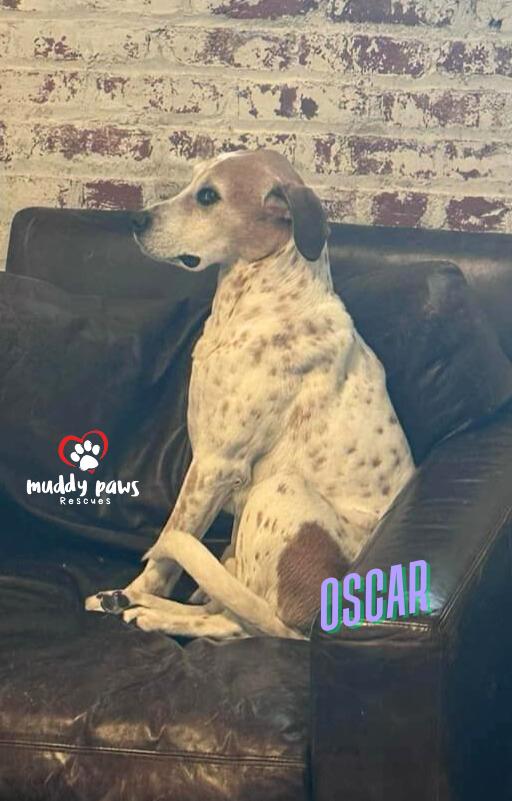 Oscar, a Adoptable mixed breed in Council Bluffs, IA image 5/6