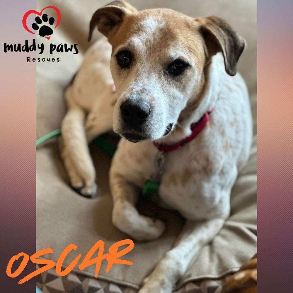 Oscar, a Adoptable mixed breed in Council Bluffs, IA image 6/6