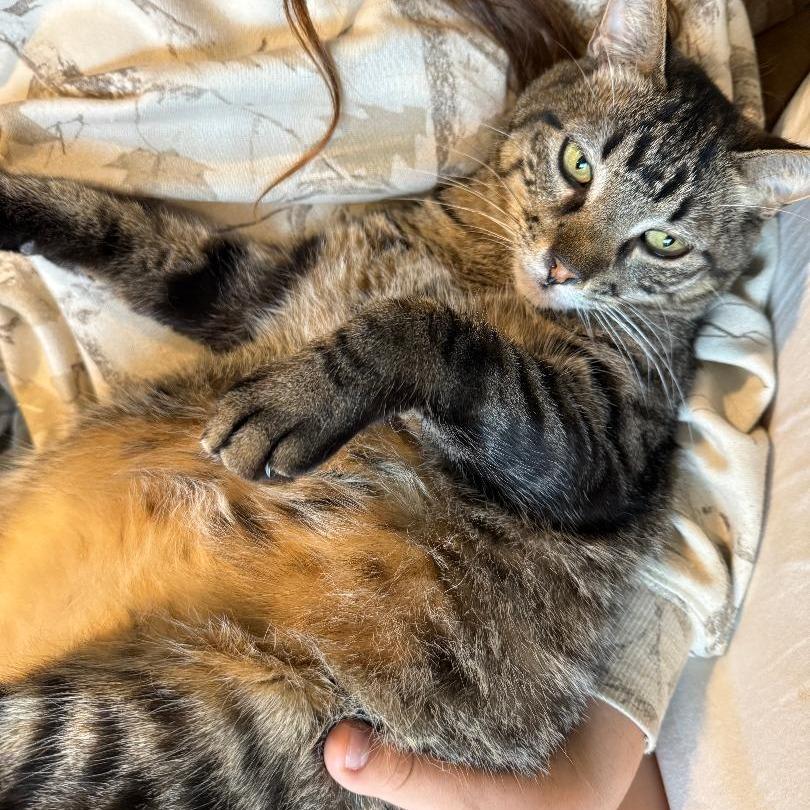 Mustang, Adoptable, Adult Male Domestic Short Hair.