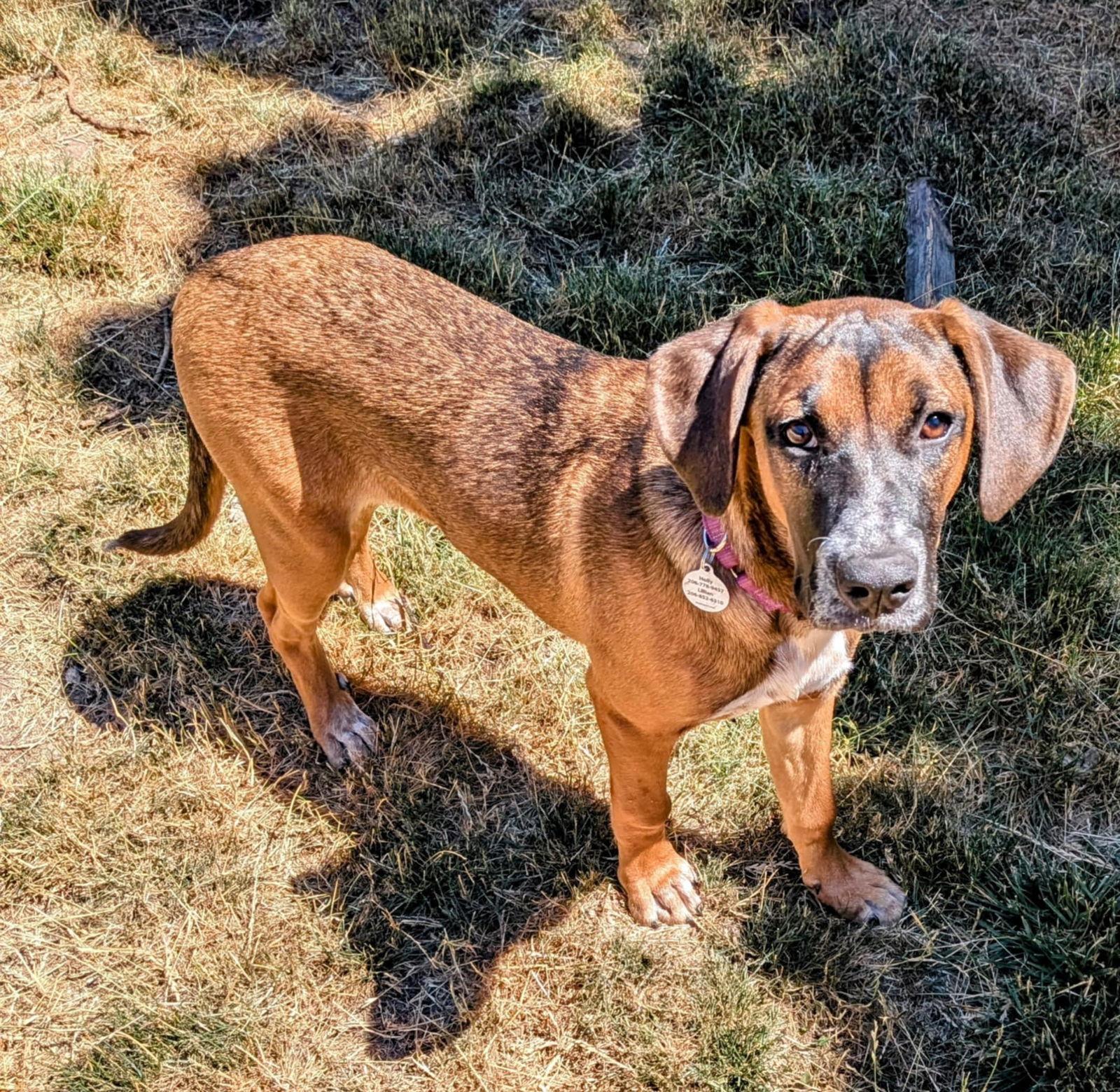 Astraea, Adoptable, Young Female Boxer & German Shepherd Dog.