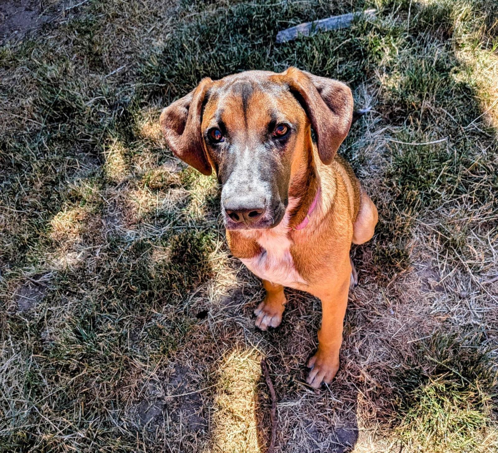 Astraea, a Adoptable mixed breed in Stanwood, WA image 3/3