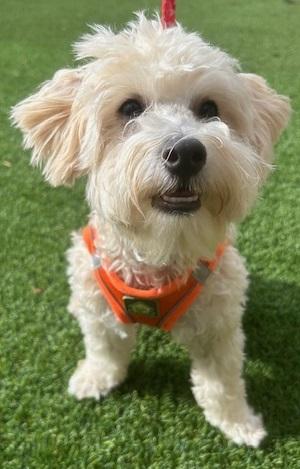DUSTY, Baby Male Maltipoo