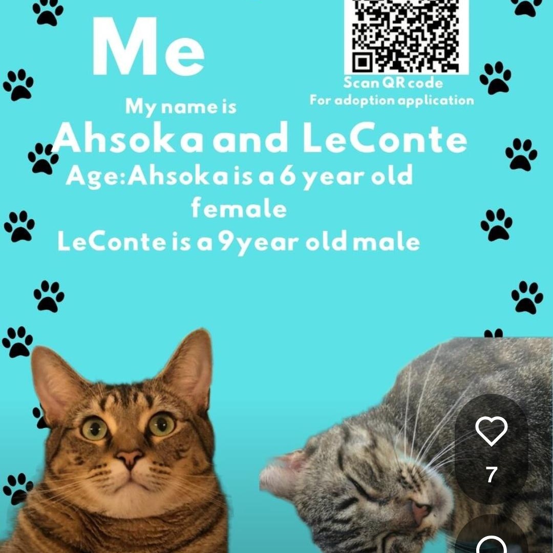 LeConte, Adoptable, Senior Male Domestic Short Hair.