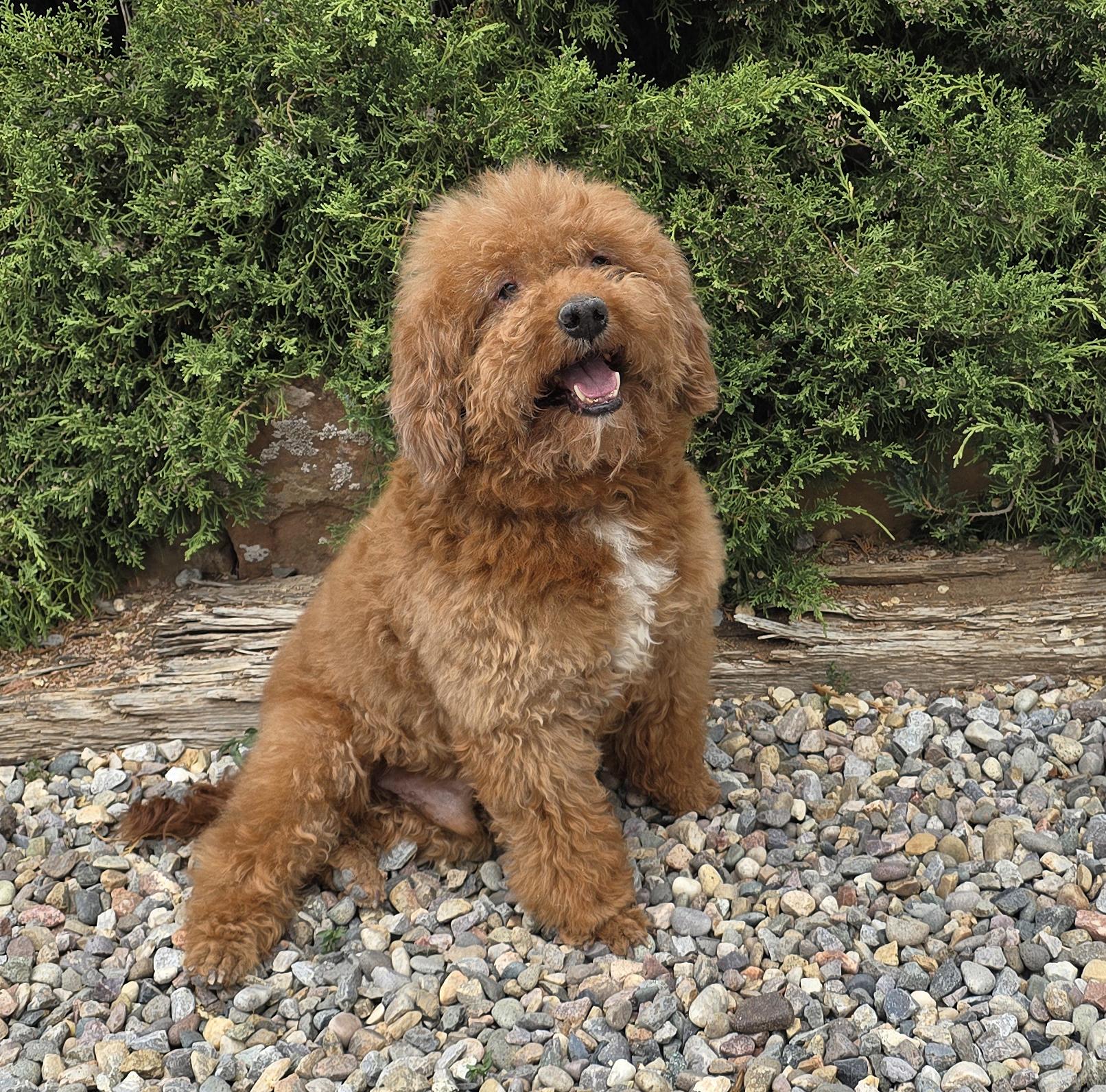 Enlarge Gallant Lil Mr Griffin ~ Glorious !!! A+++, an adopted Miniature Poodle in Albuquerque, NM image 1/1