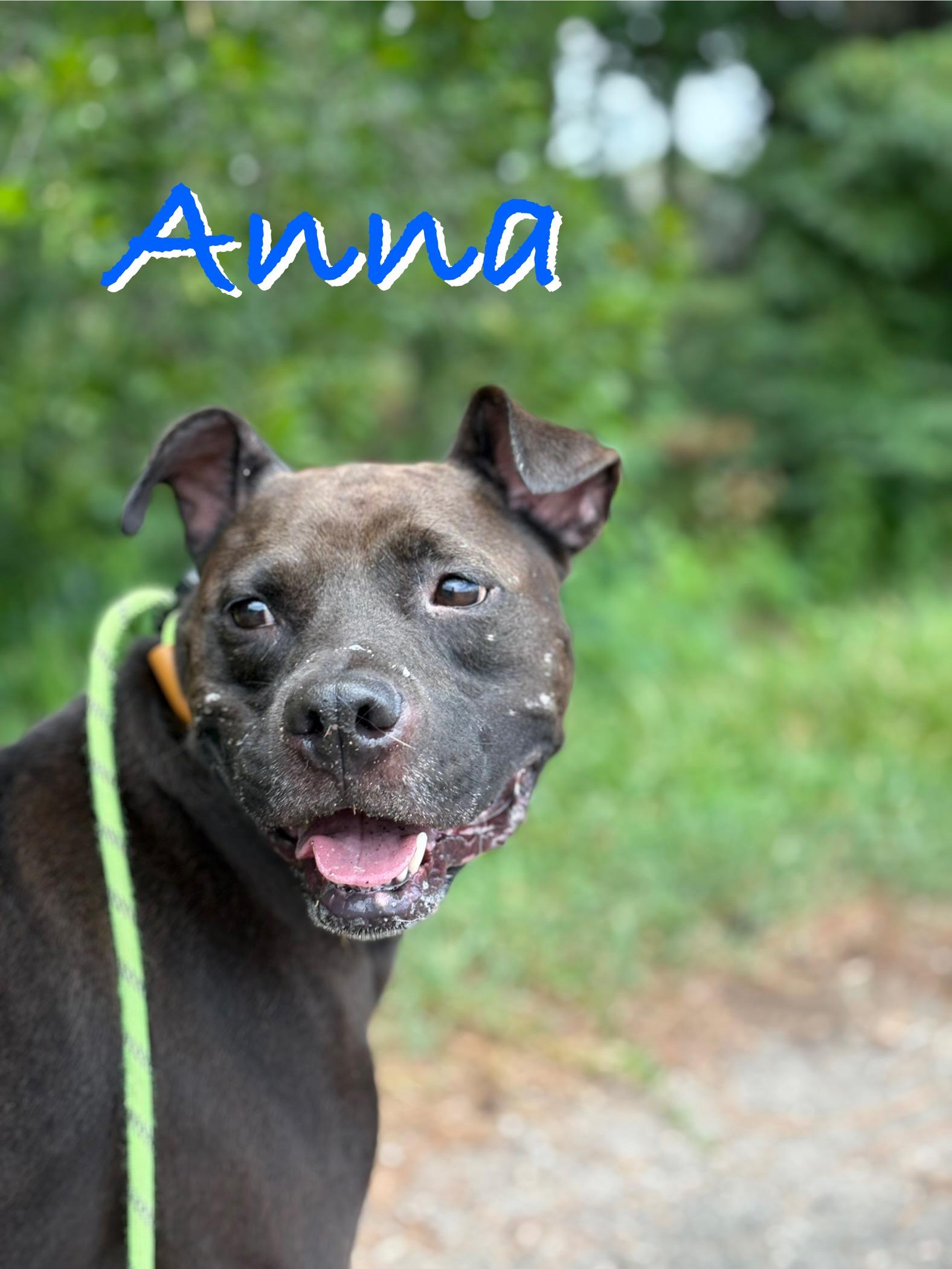 Anna, Adoptable, Young Female Mixed Breed.